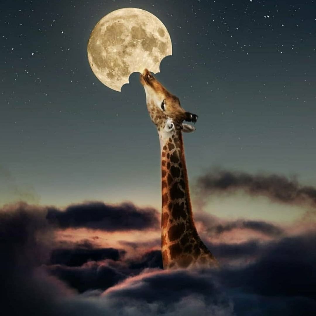 Жираф на фоне неба