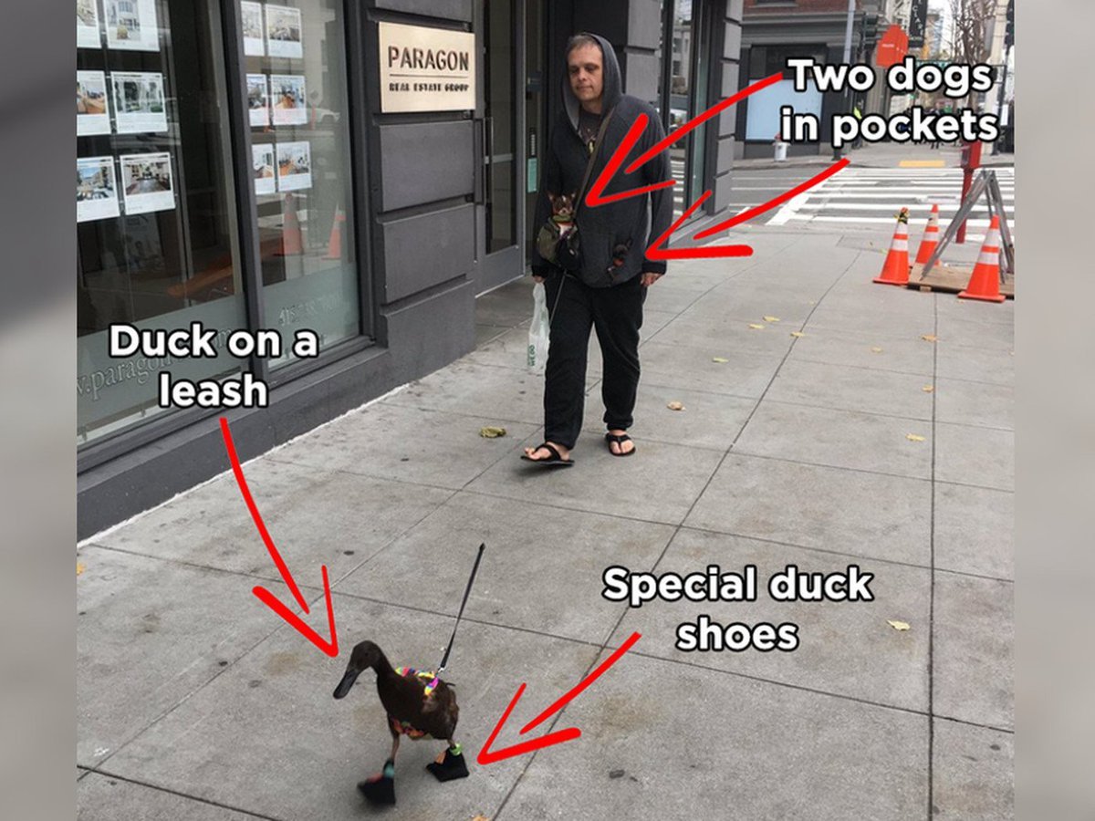 Утка на поводке