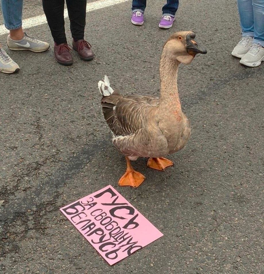 Гусь какает