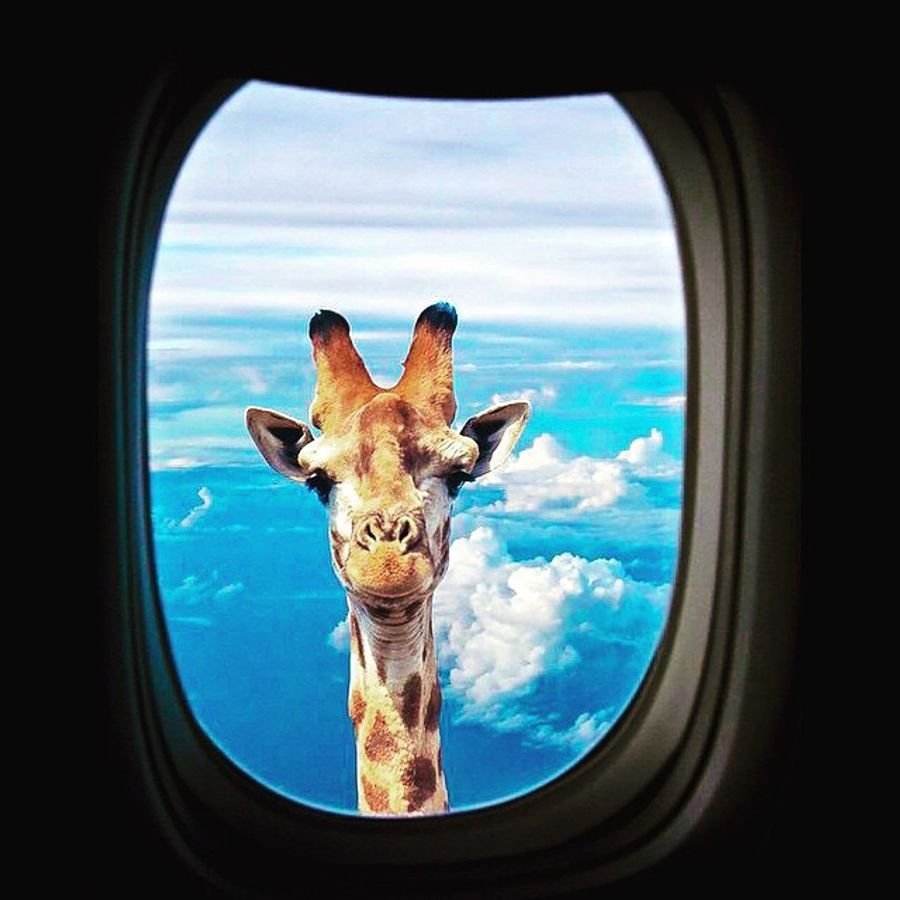 Жираф в иллюминаторе самолета