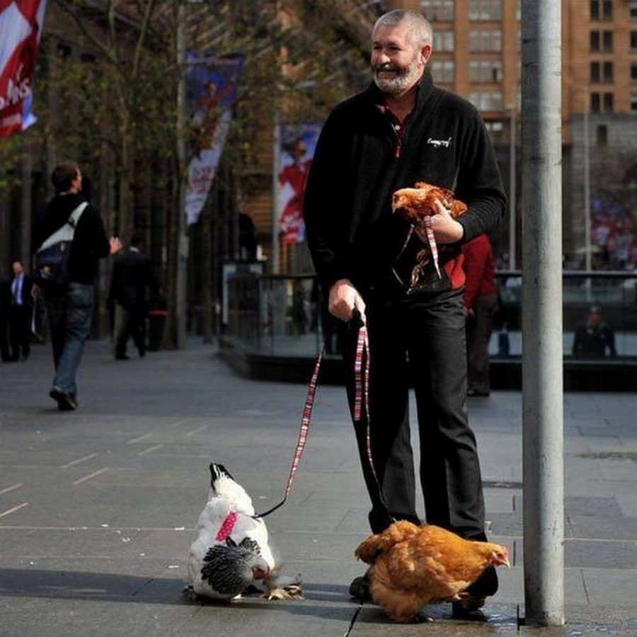 Человек с курицей на поводке