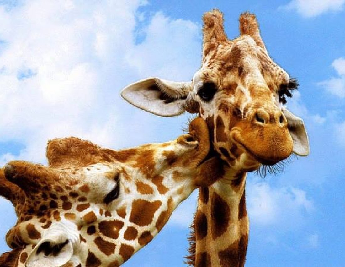 Жирафик с облаками