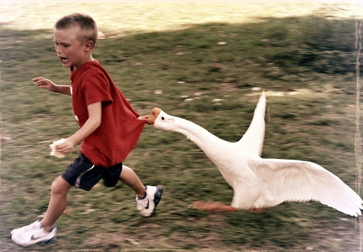 Гуси летают вверх