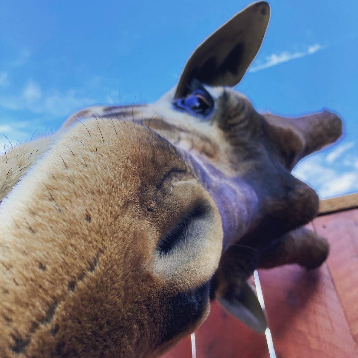 Классные Жирафы