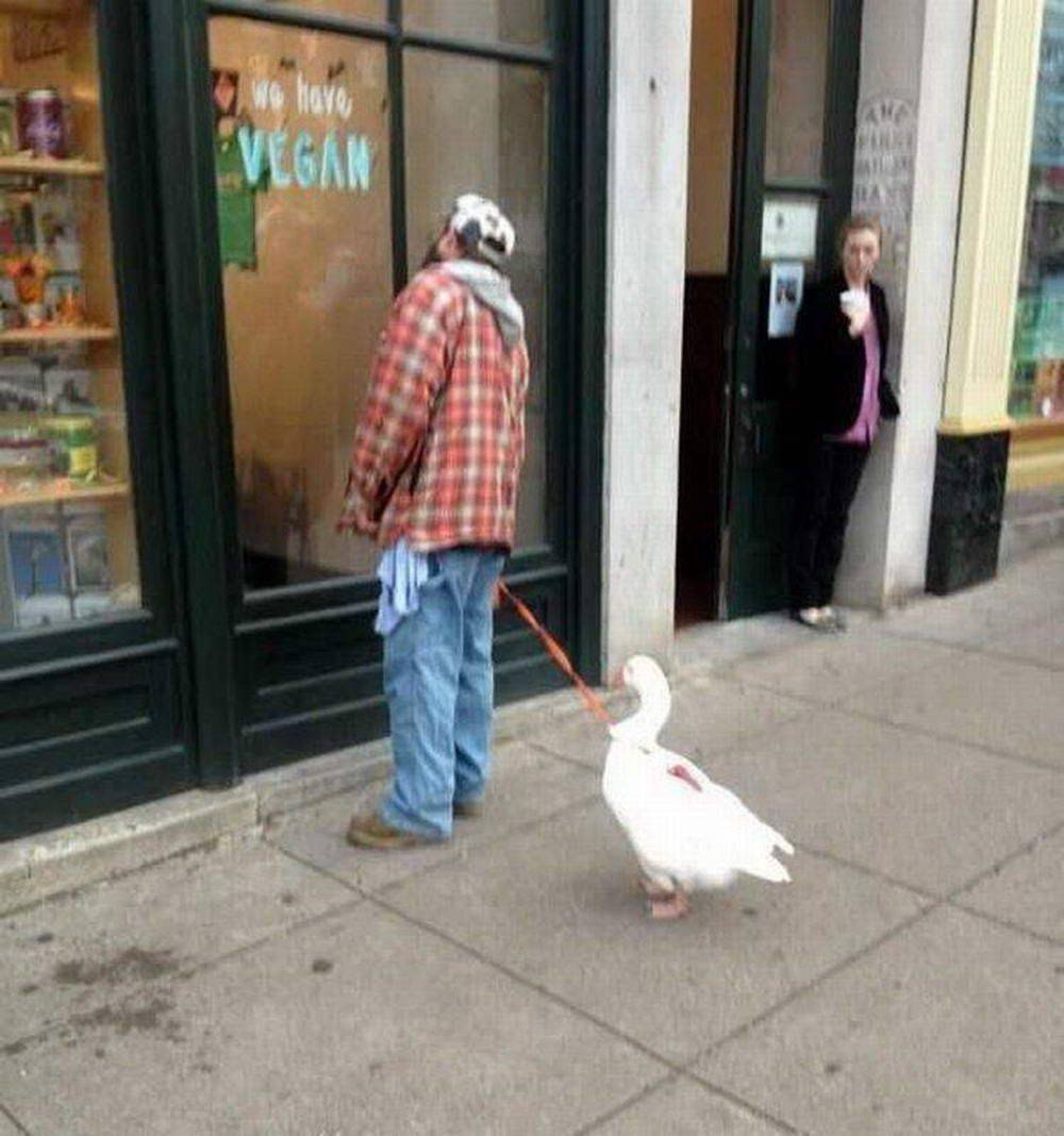 Ручной Гусь на поводке