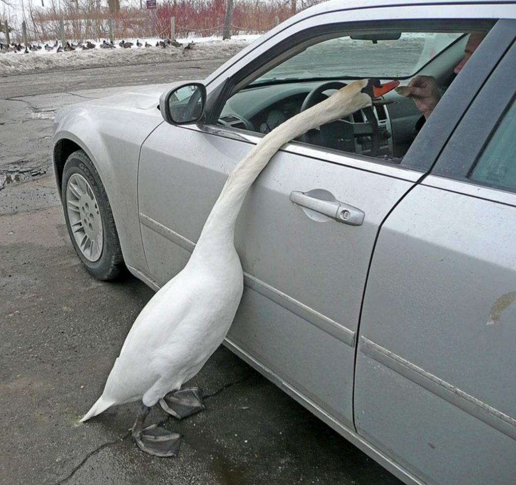 Ловите наркомана