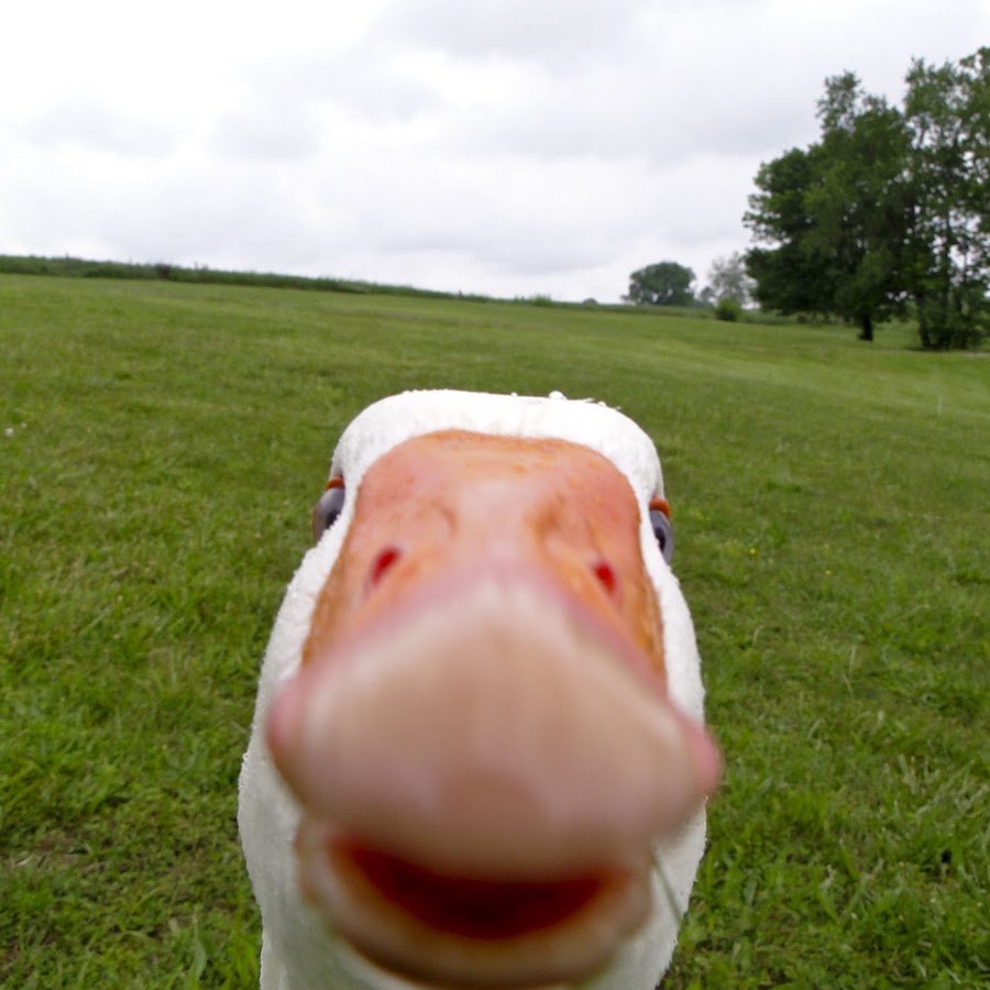 Утки Эстетика