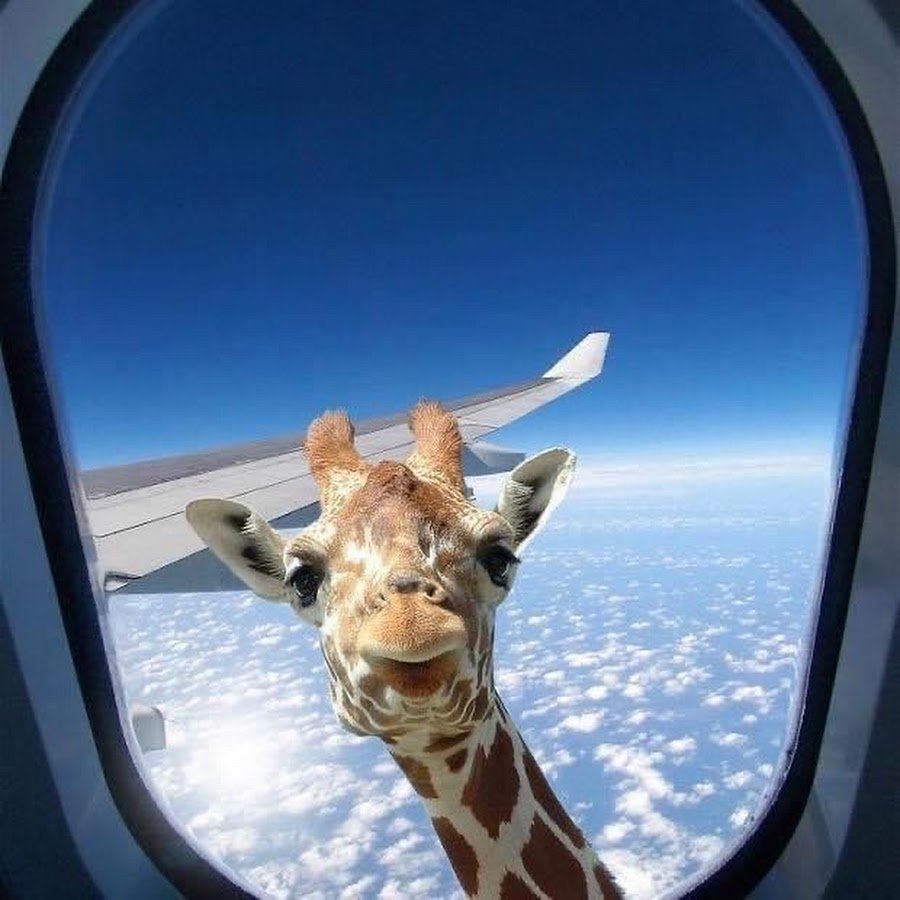 Жираф в иллюминаторе самолета