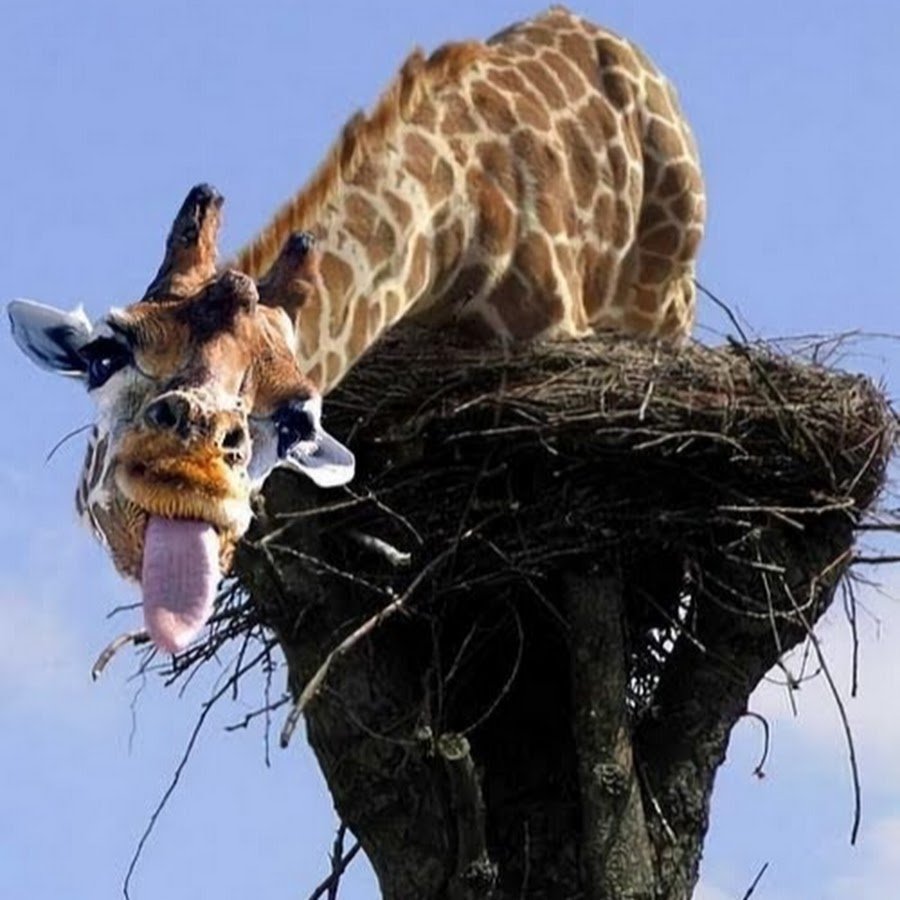 Жираф 1 канал