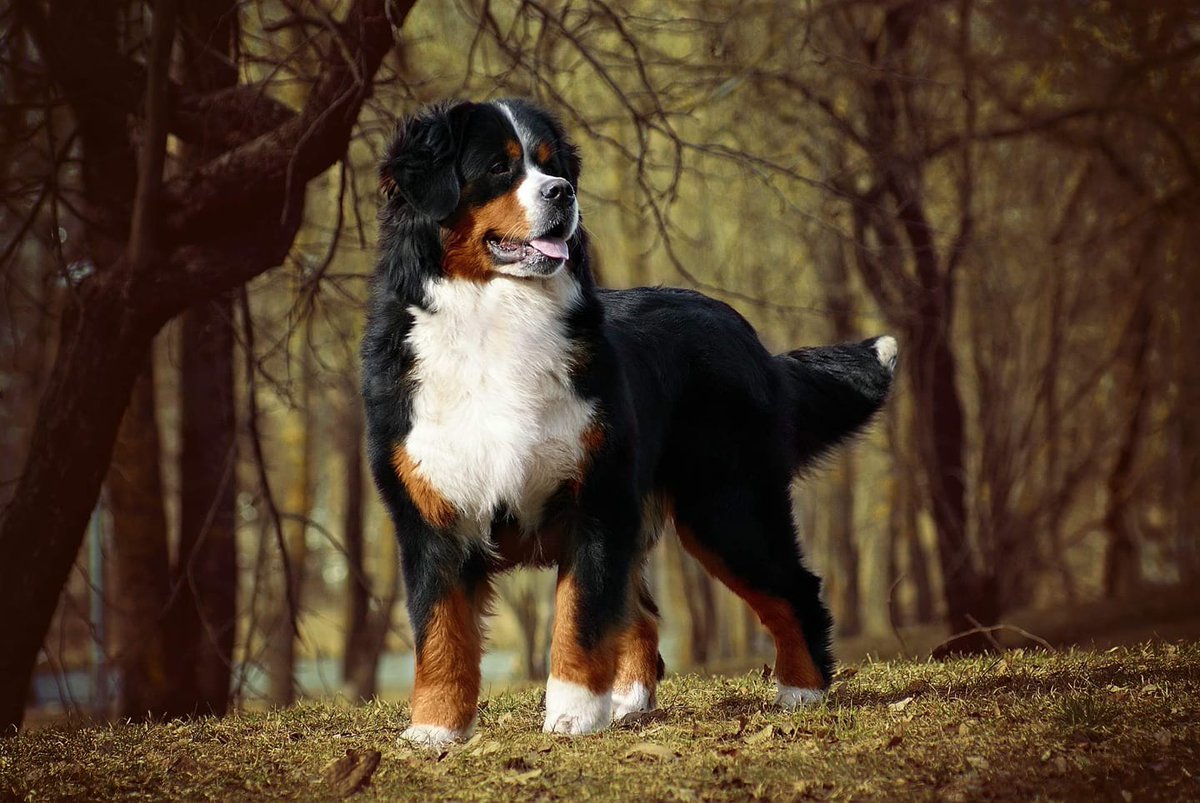 Зенненхунд слюноотделение