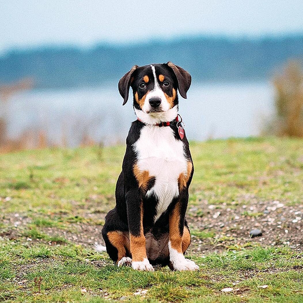 Швейцарский Бернский зенненхунд