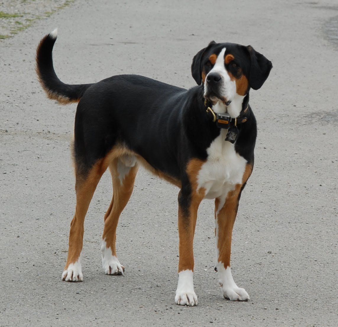 Собака Энтлебухер зенненхунд