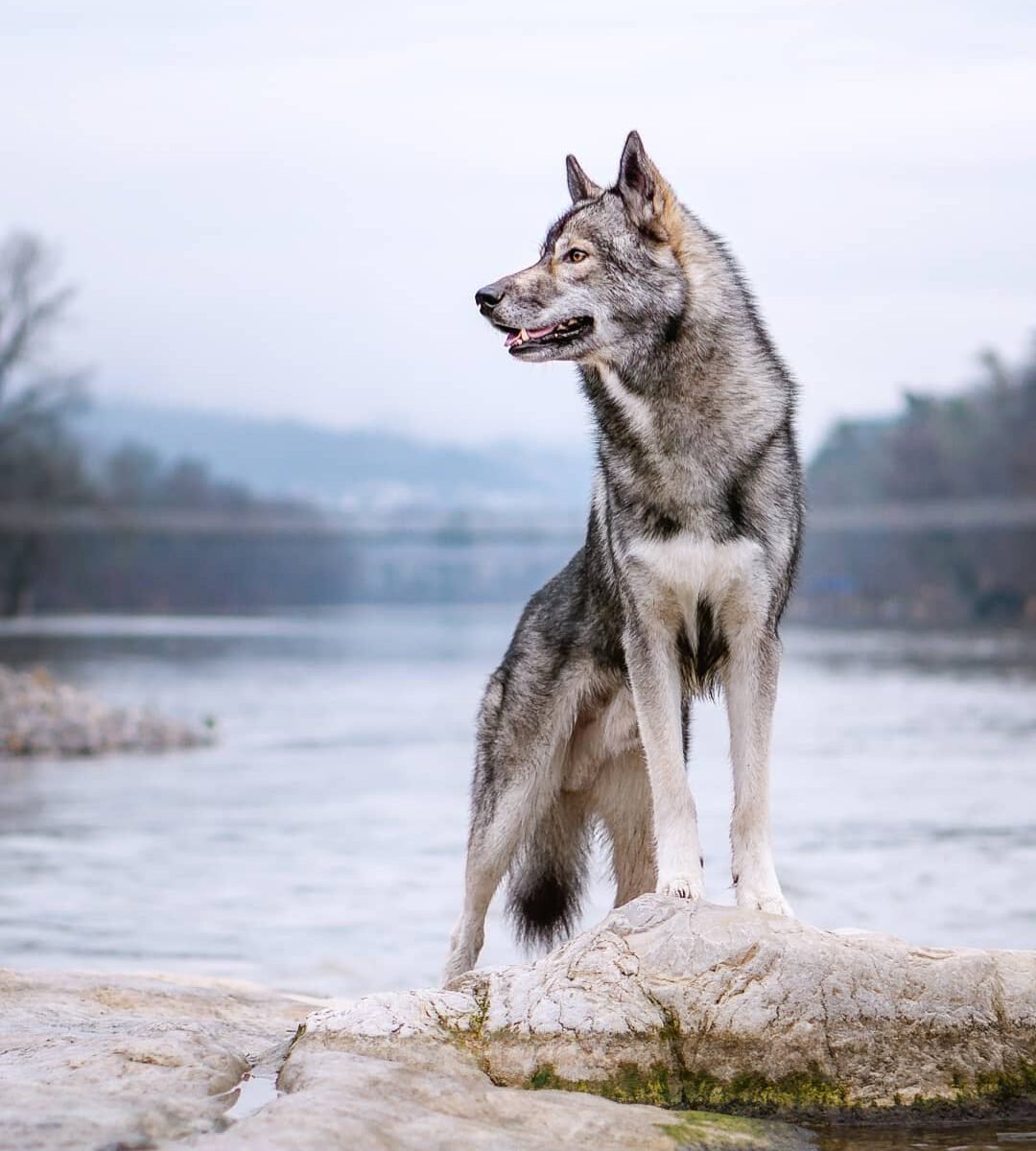 Хаски Нинья