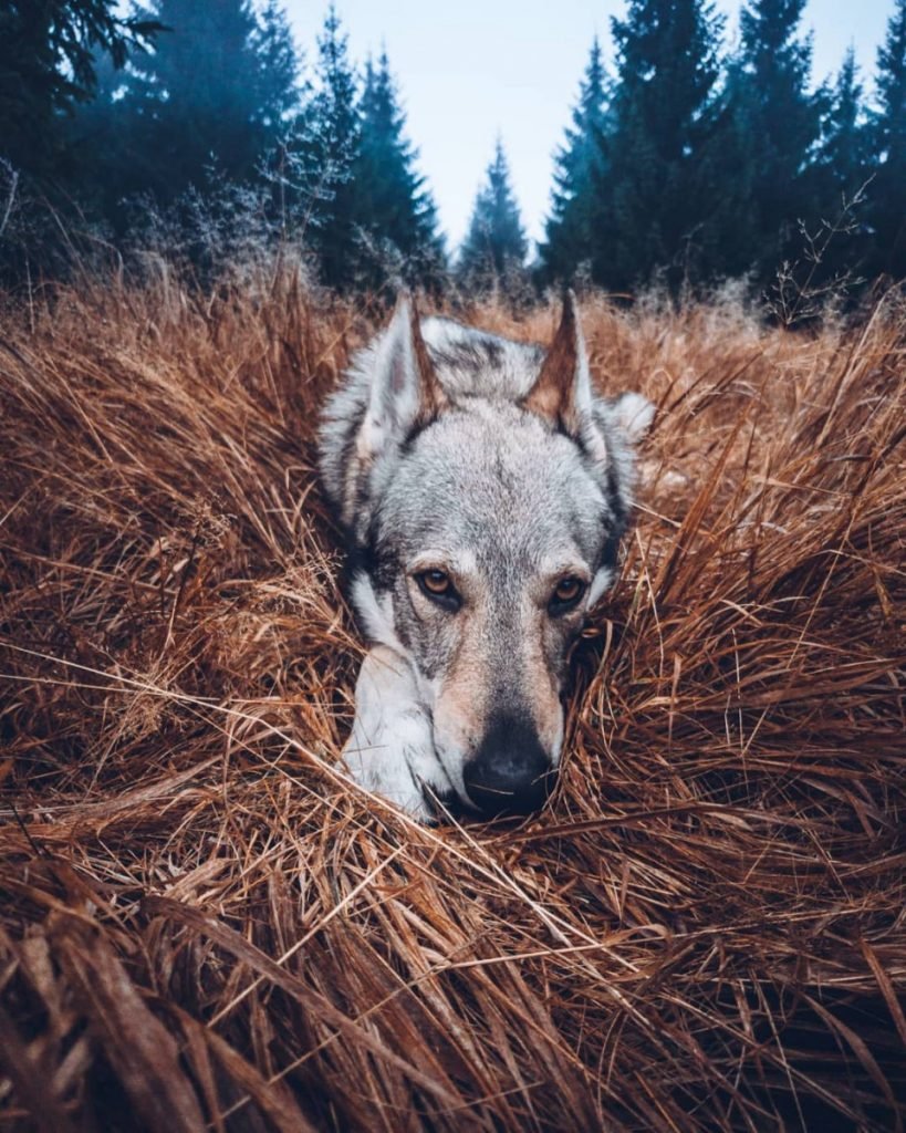 Чехословацкая Волчья собака Эстетика