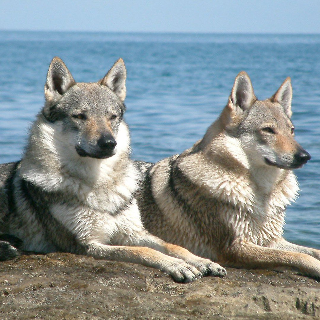 Собака Сарлоса и чешский влчак