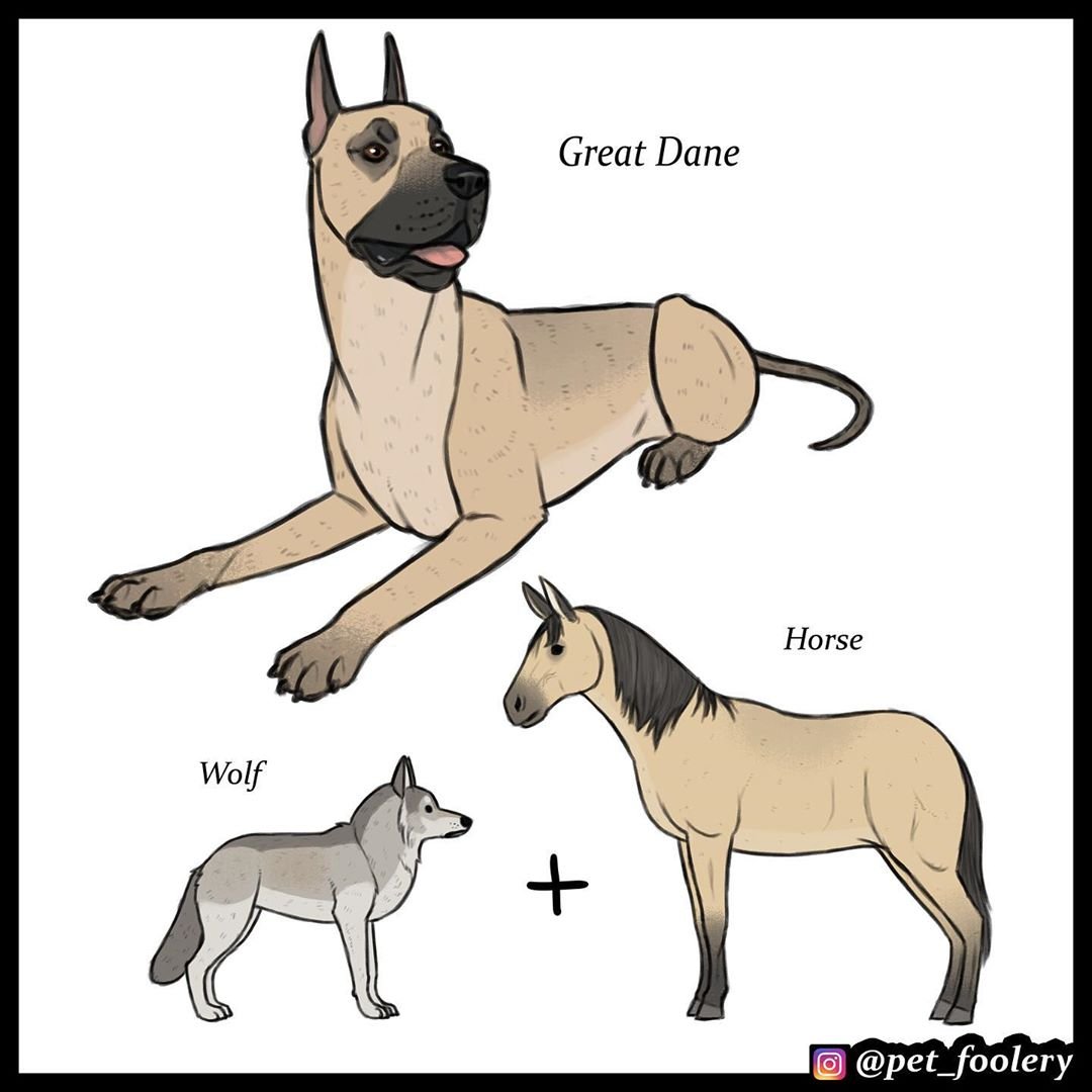 Эволюция собаки в картинках