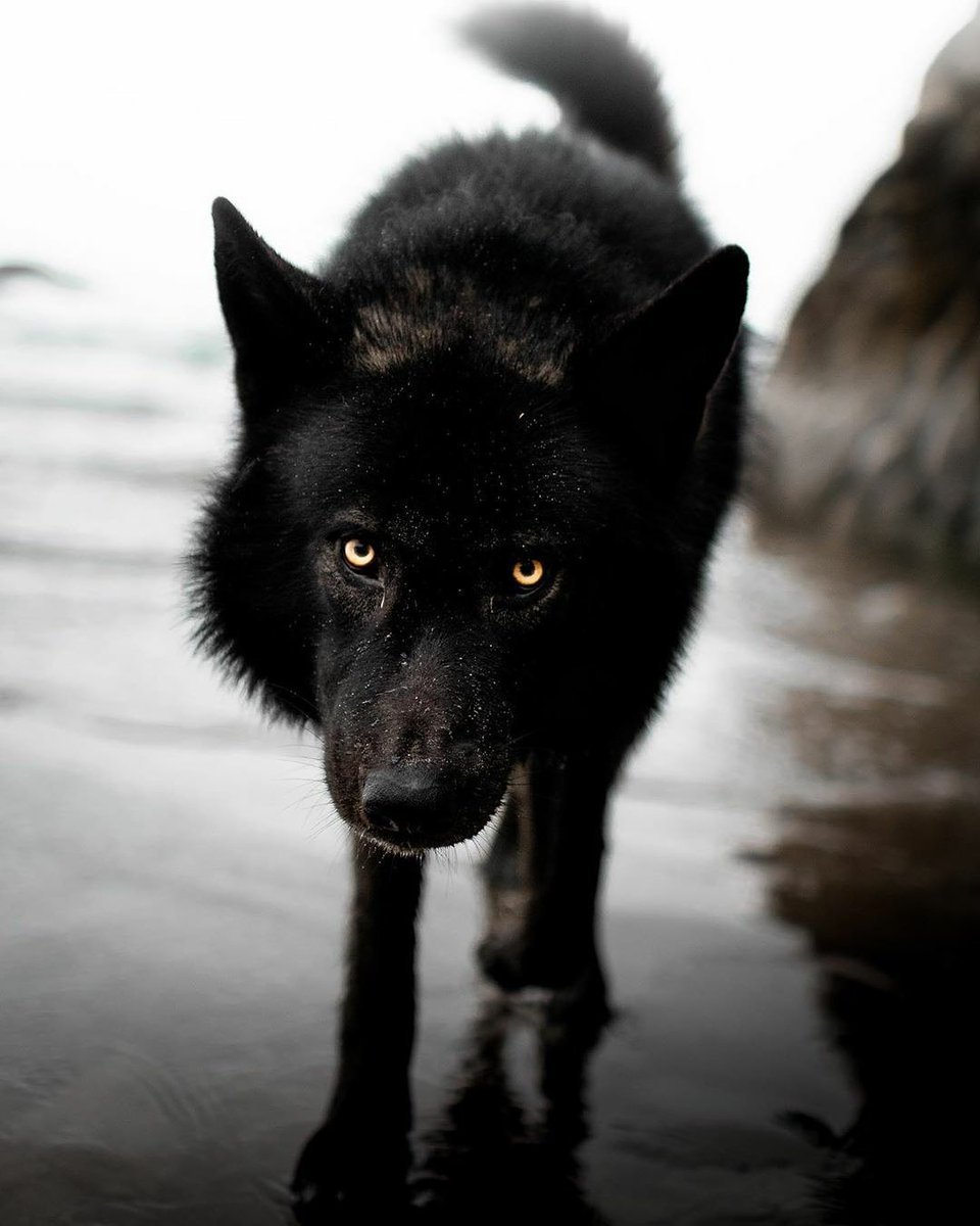 Порода вольфхунд