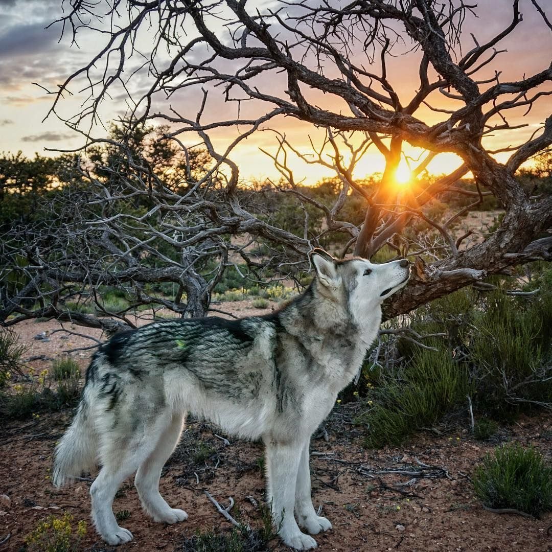 Маламут и волк