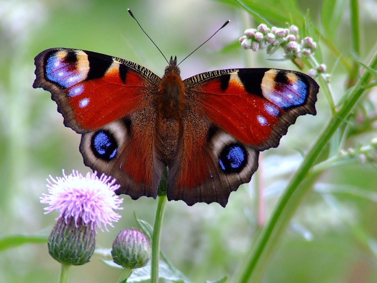 Насекомые удмуртии