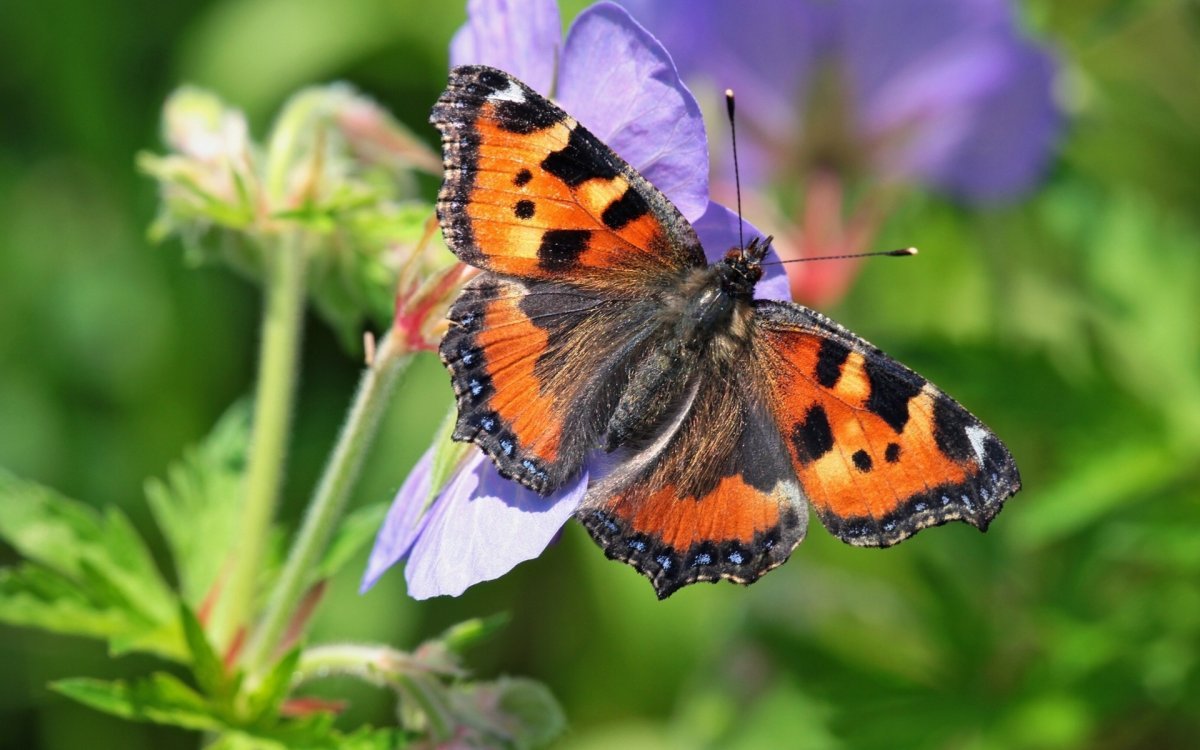 Бабочка Адмирал крапивница