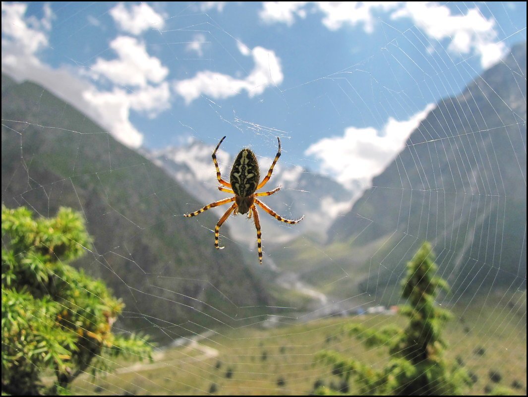 Тарантул паук волк