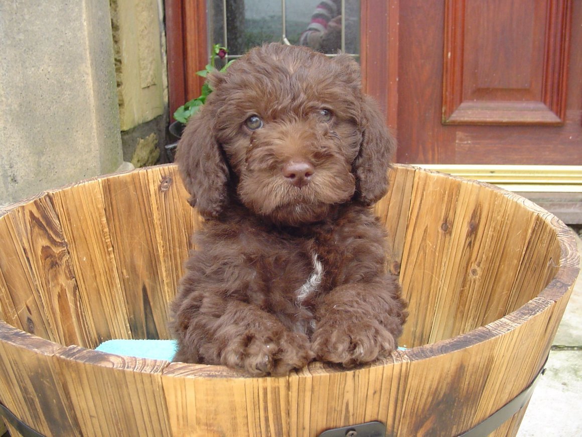 Порода собак смесь пуделя и лабрадора