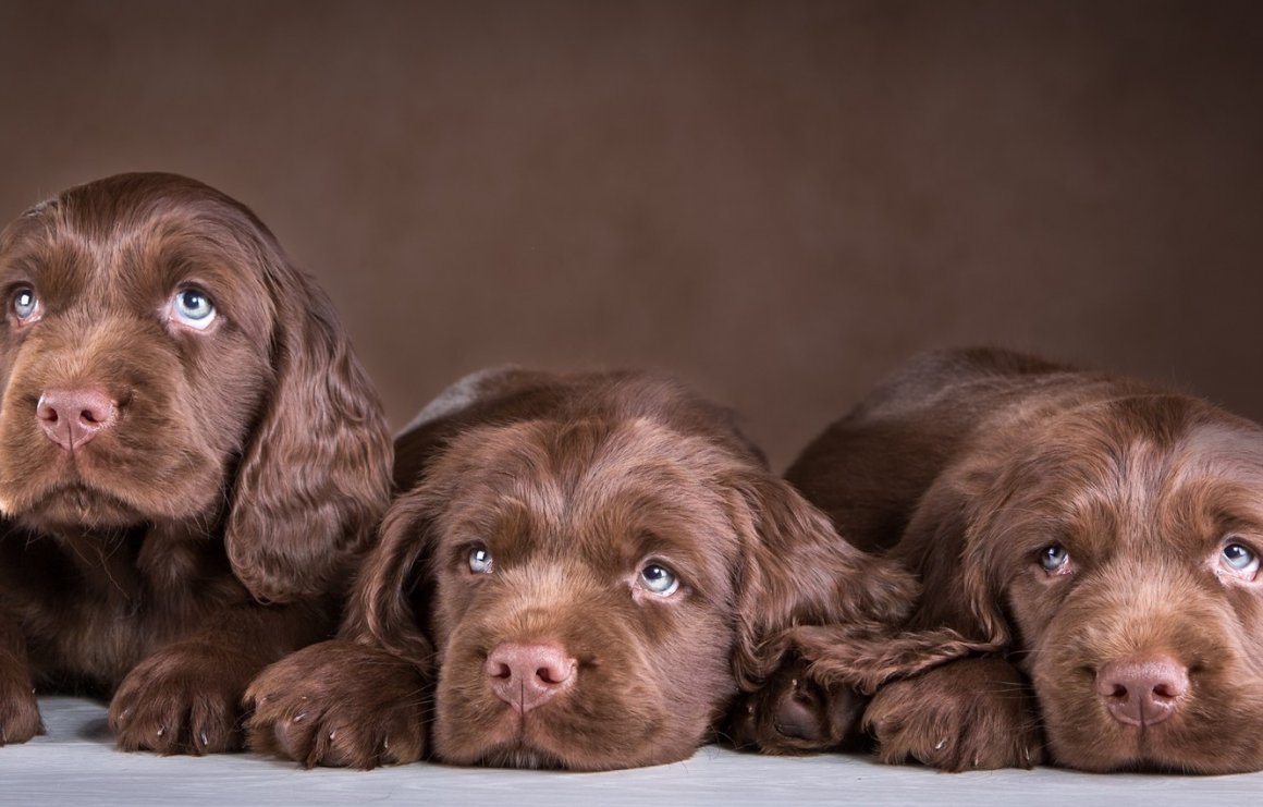 Суссекс спаниель шоколадный