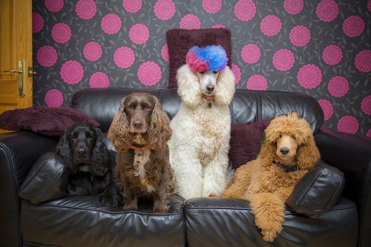 Диван для собаки