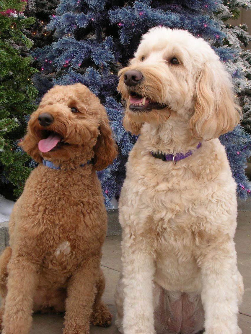 Голдендудль и лабрадудль