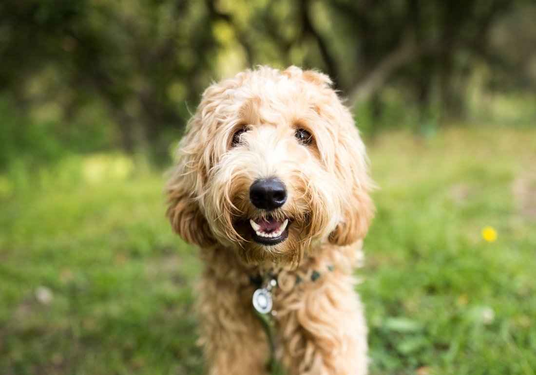 Собаки необычных пород