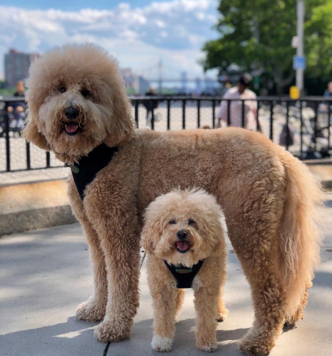 Лабрадор пудель лабрадудль