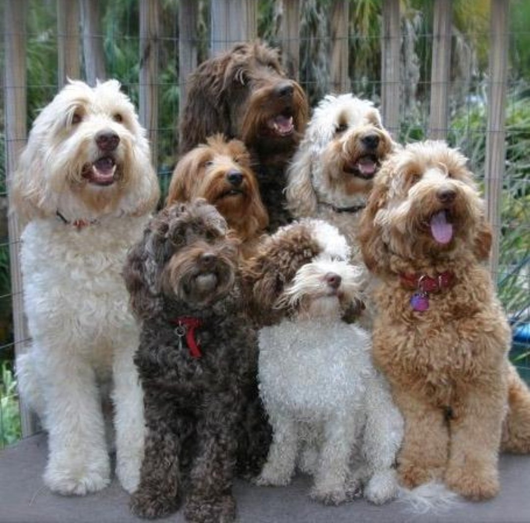 Лабрадудль куча