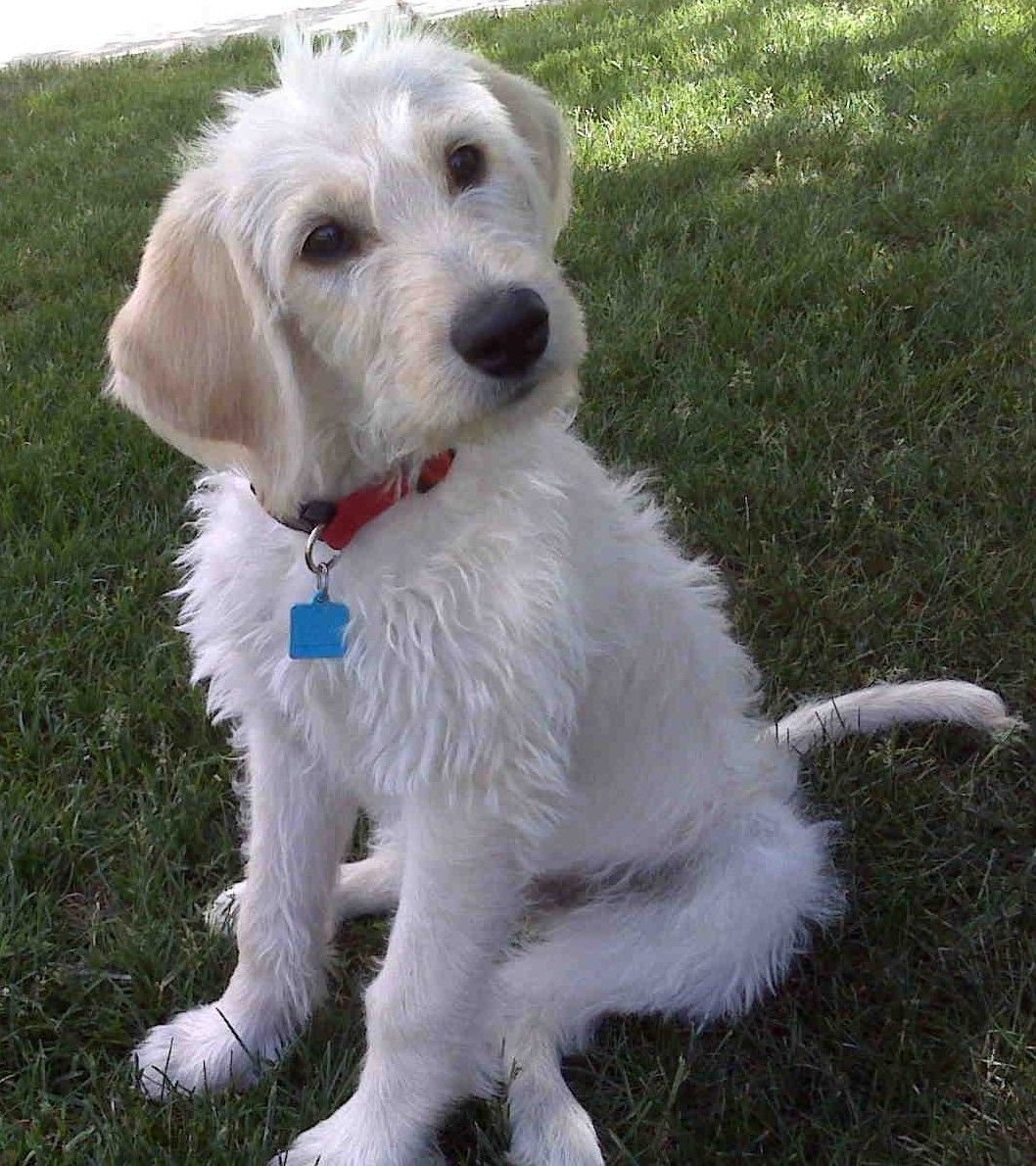 Метис лабрадора и пуделя