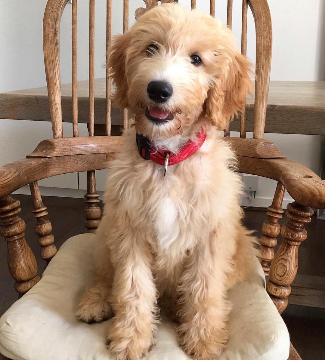 Голдендудль обои