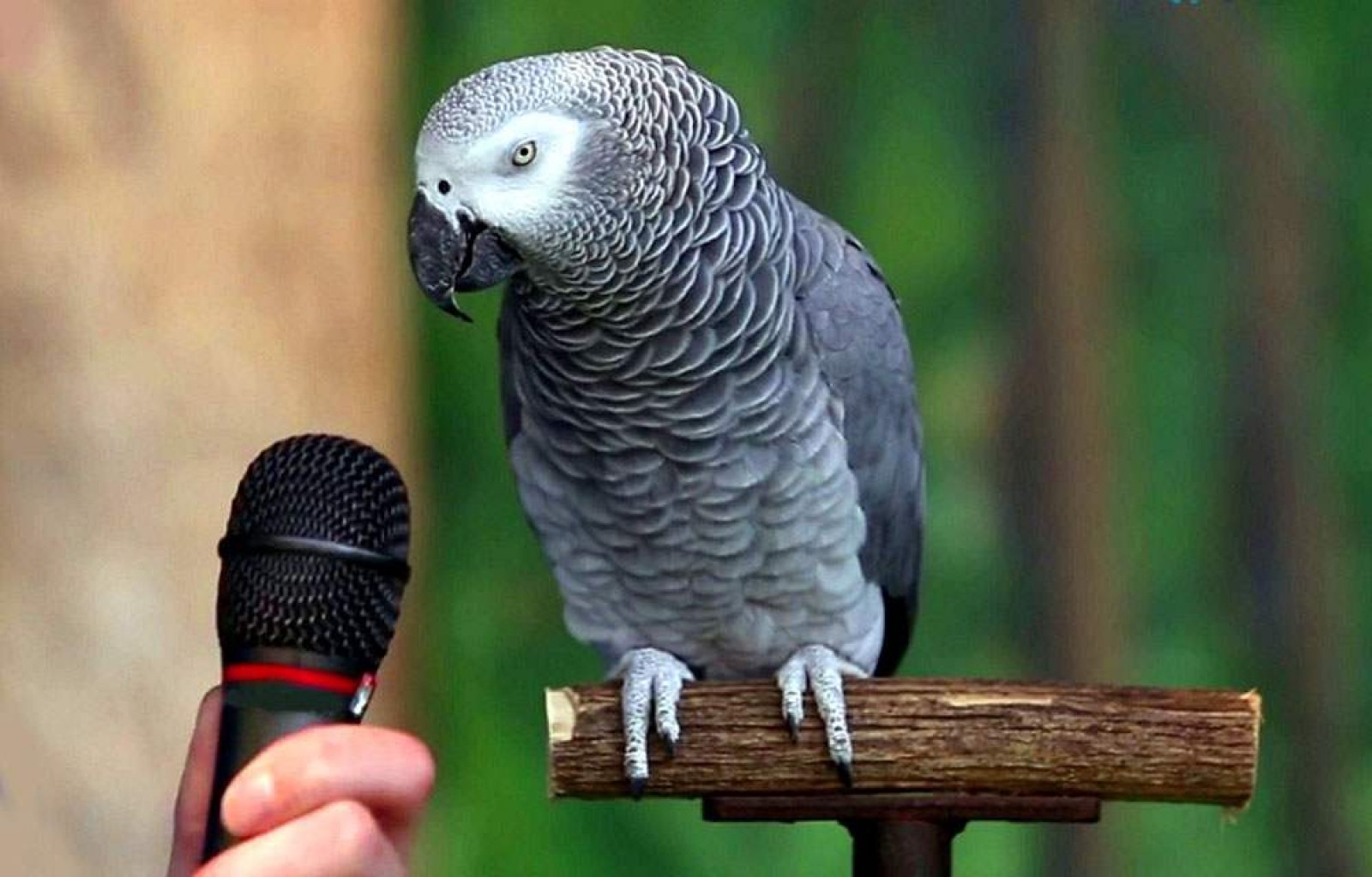Всем известно что бывают говорящие попугаи. Краснохвостый жако. Попугай жако. Говорящий попугай жако.