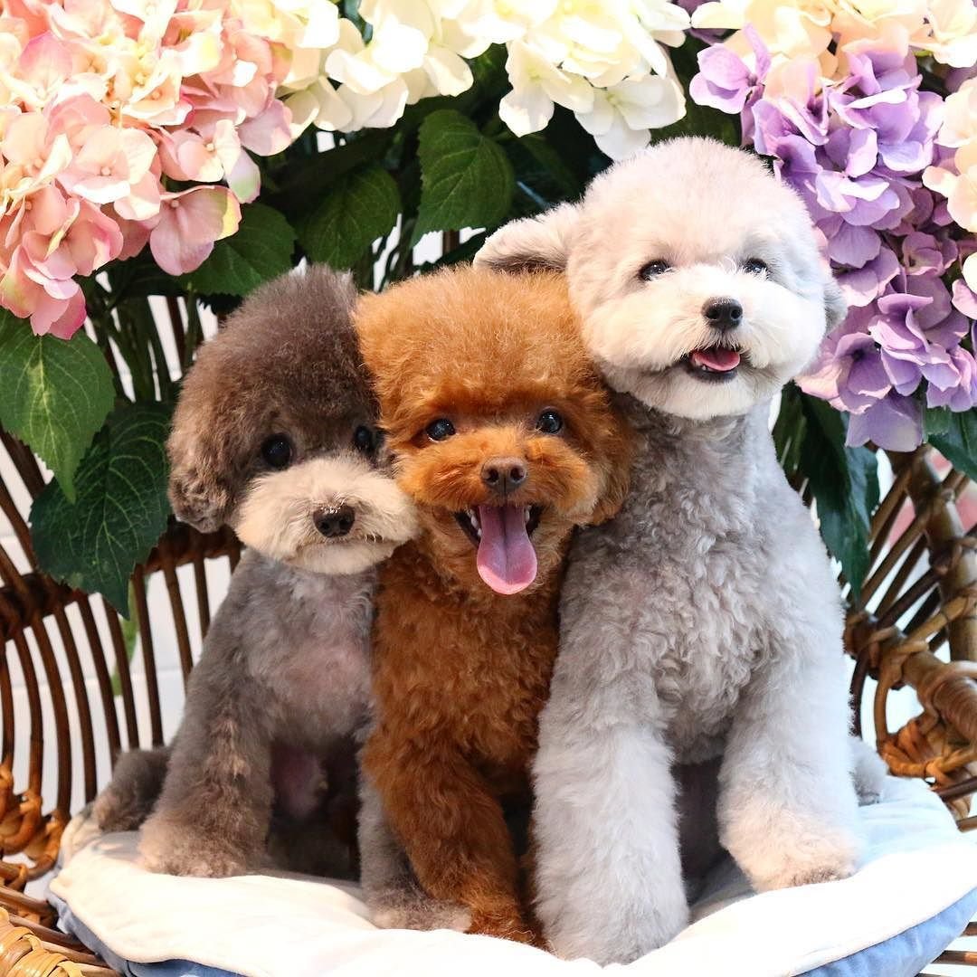 Три собачки