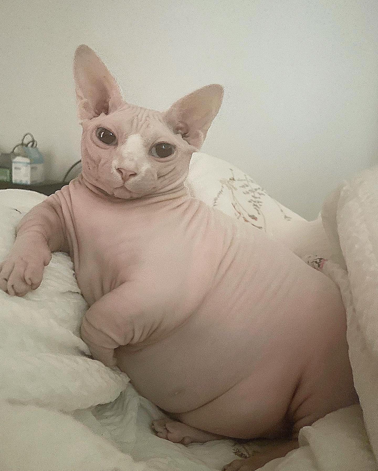 Сфинкс кошка толстый - 77 фото
