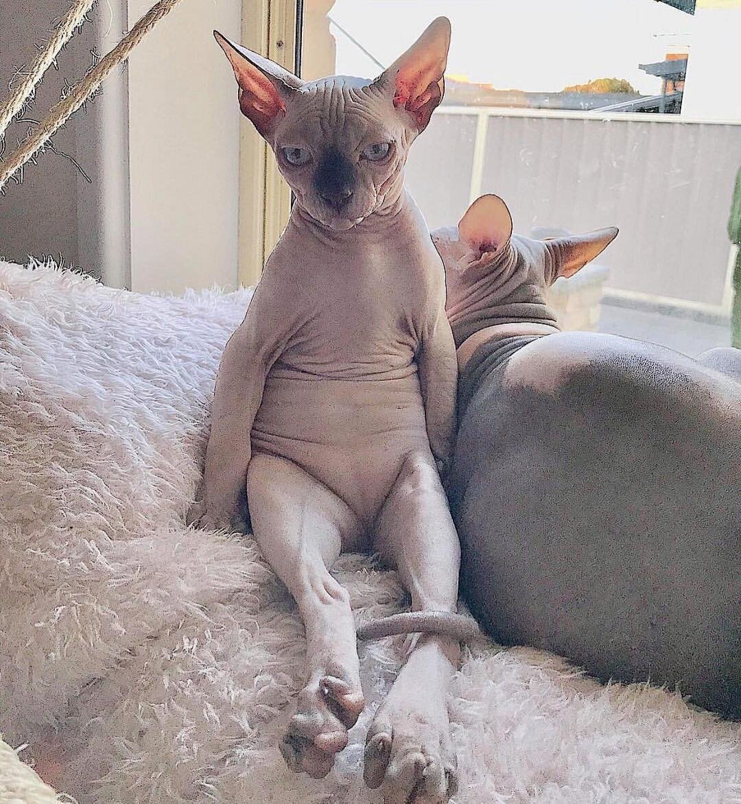 Донской сфинкс упитанный