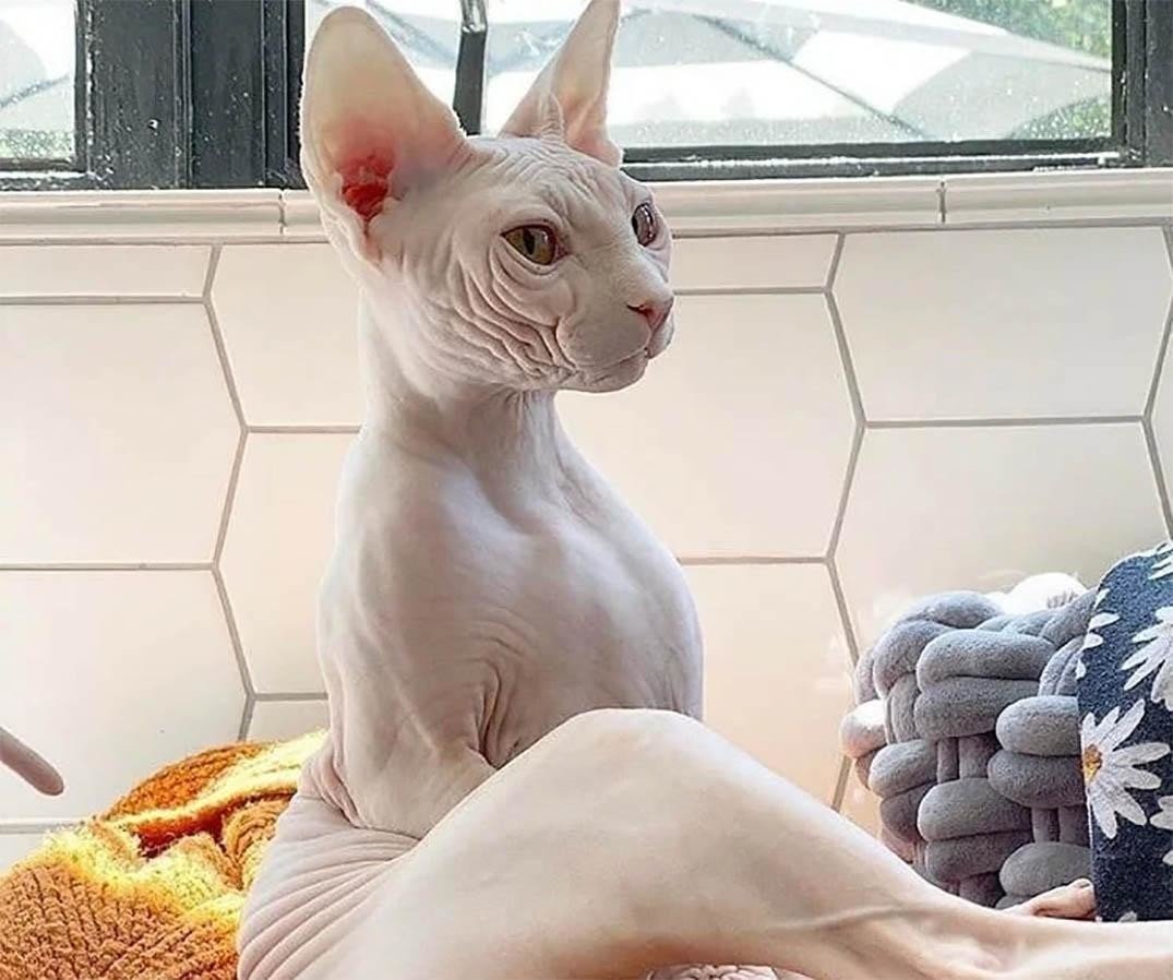 Сфинкс (порода кошек)