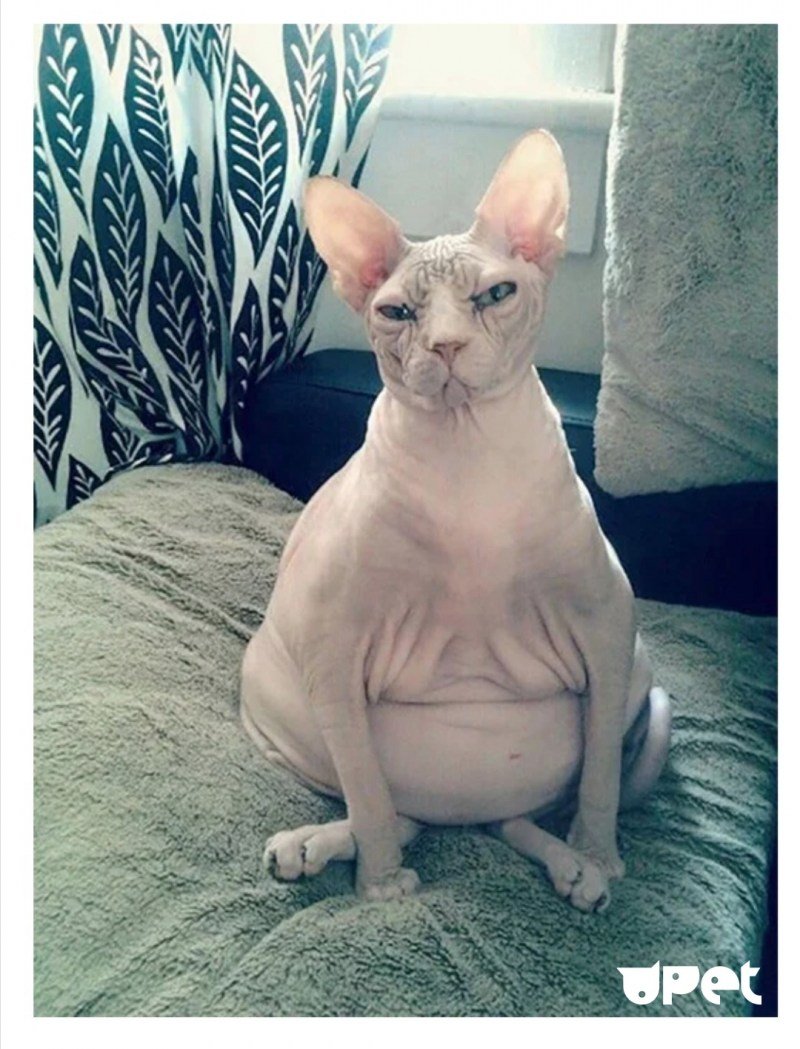 Жирная кошка сфинкс Донской