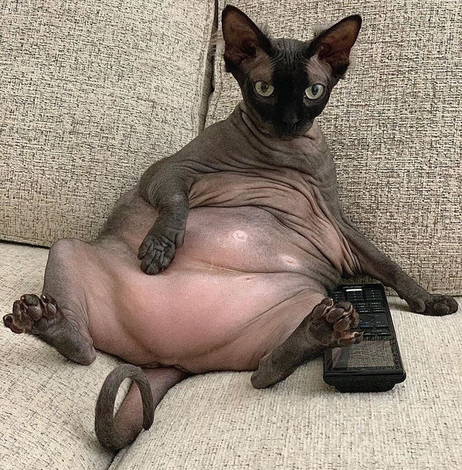 Мускулистый сфинкс