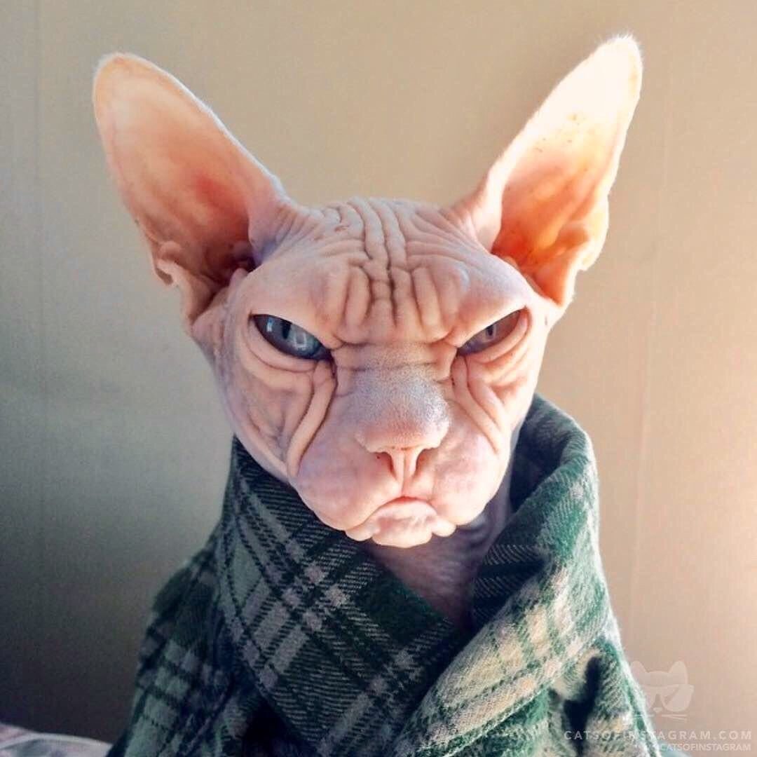 Донской сфинкс злой