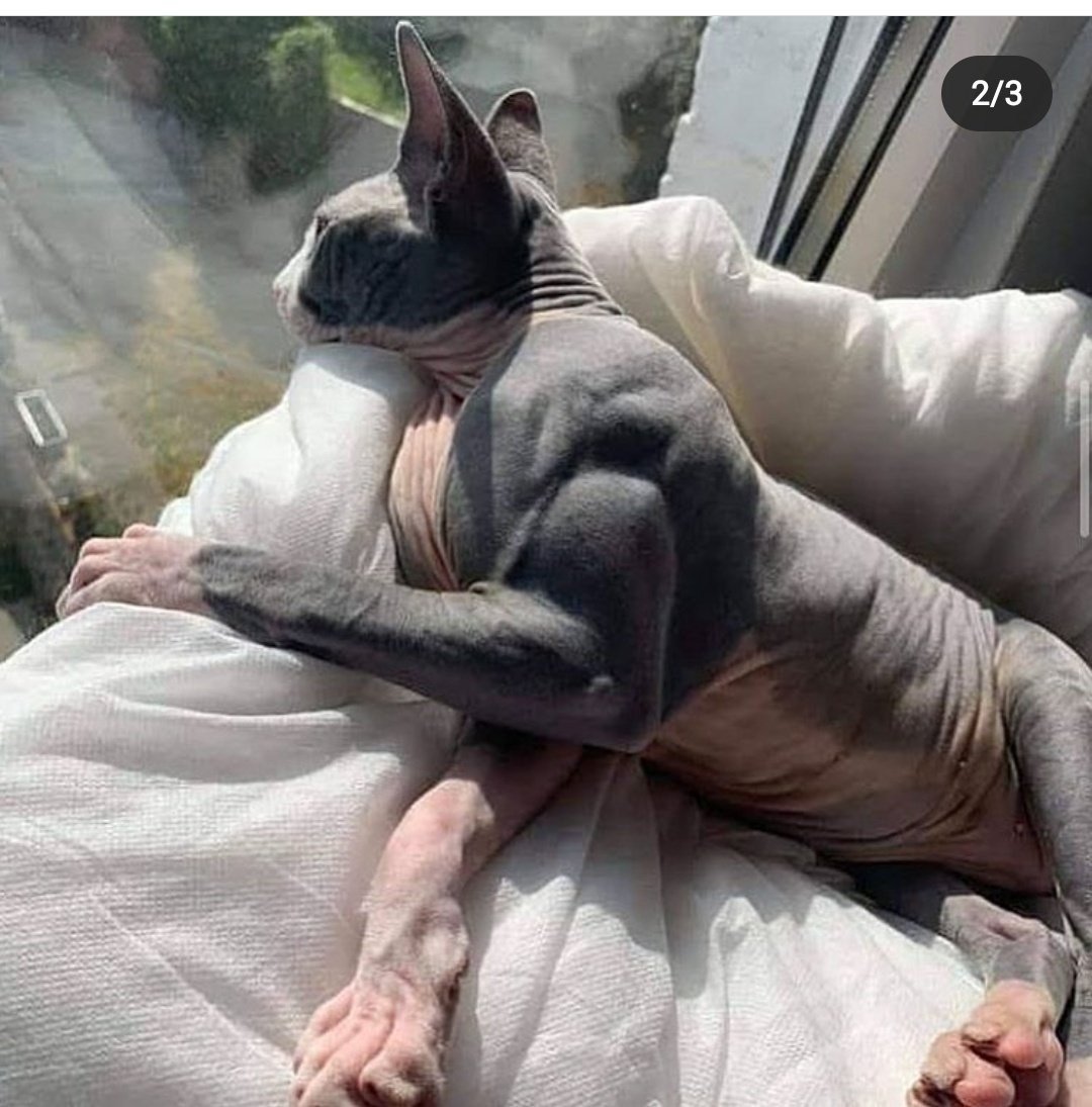 Канадский сфинкс