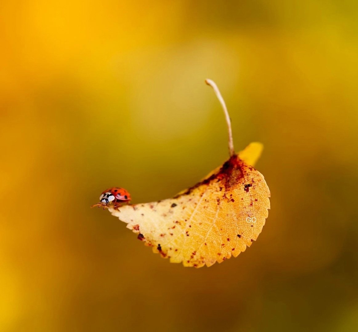 Насекомые осенью картинки