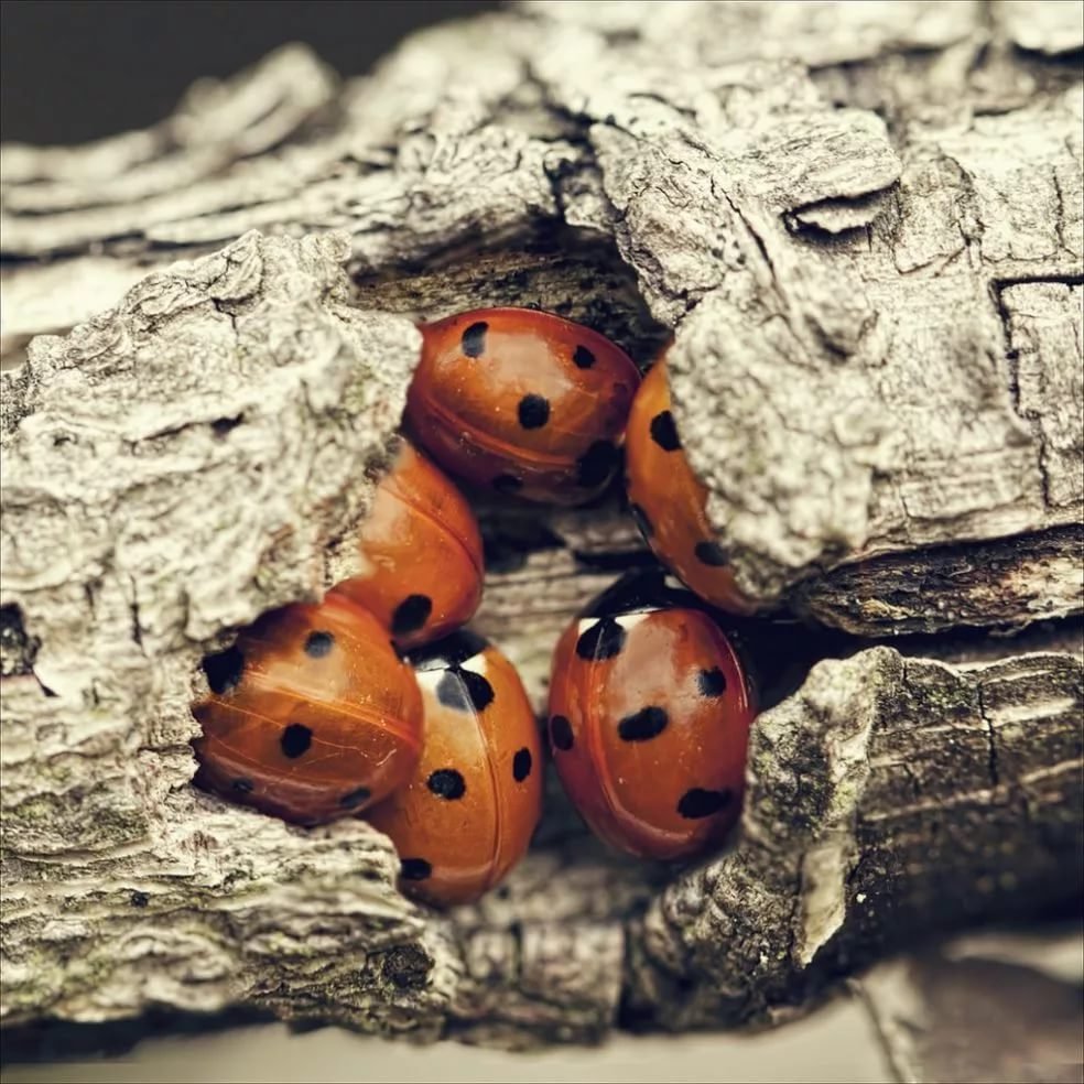 Божьи коровки зимуют