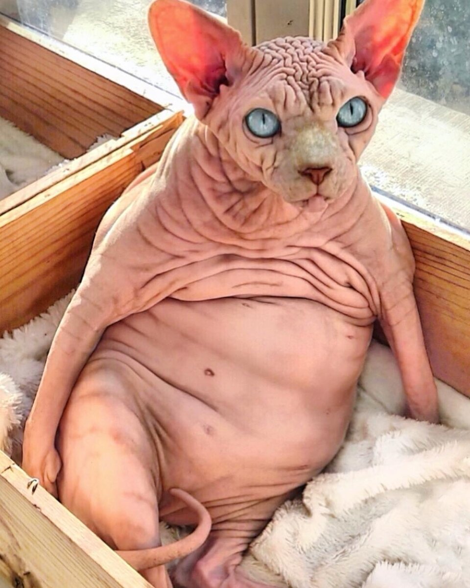 Две лысые кошки