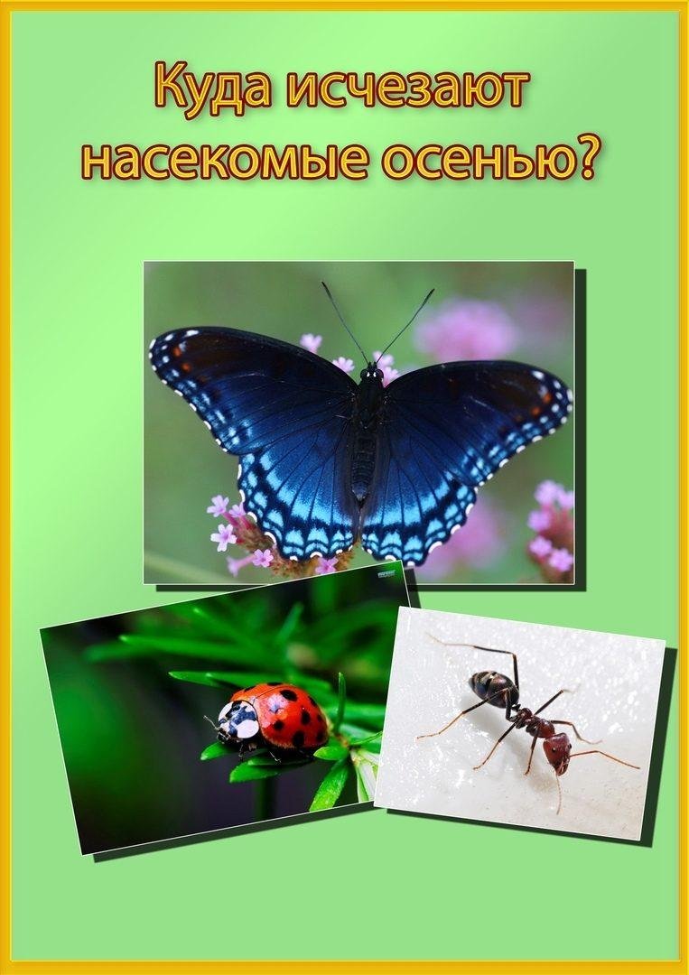 Букашки Божья коровка