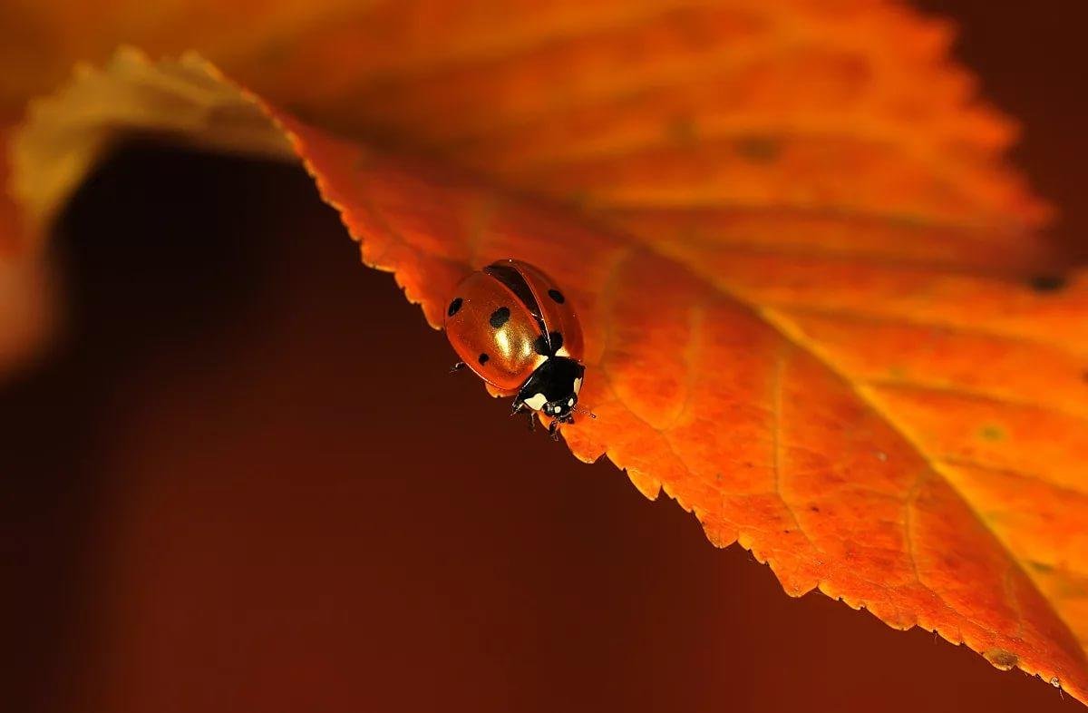 Осень Макросъемка