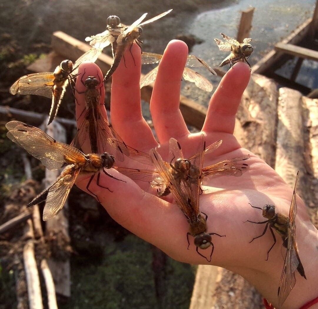 Божья коровка фото