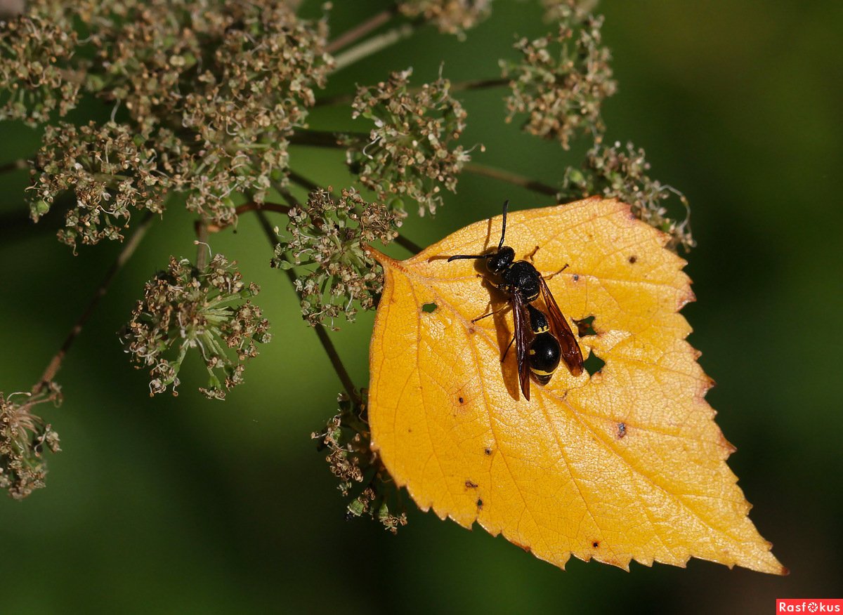 Насекомые в листве